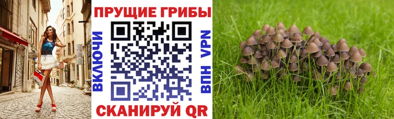 как найти закладки  Южа  Псилоцибиновые грибы ЛСД 